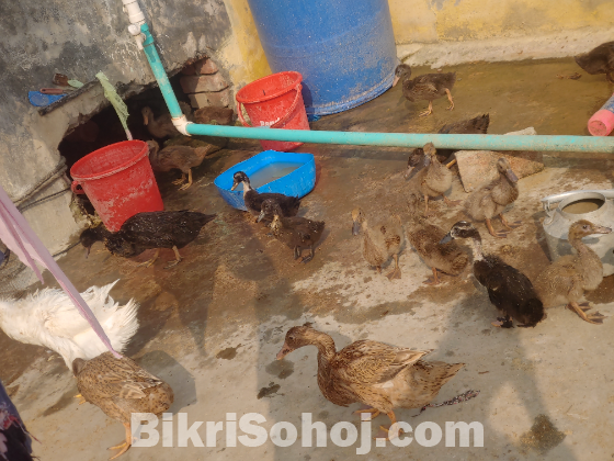 বিভিন্ন ধরনের হাঁস-মুরগি খরগোশ